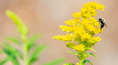 A bee sits on a yellow flowering plant
