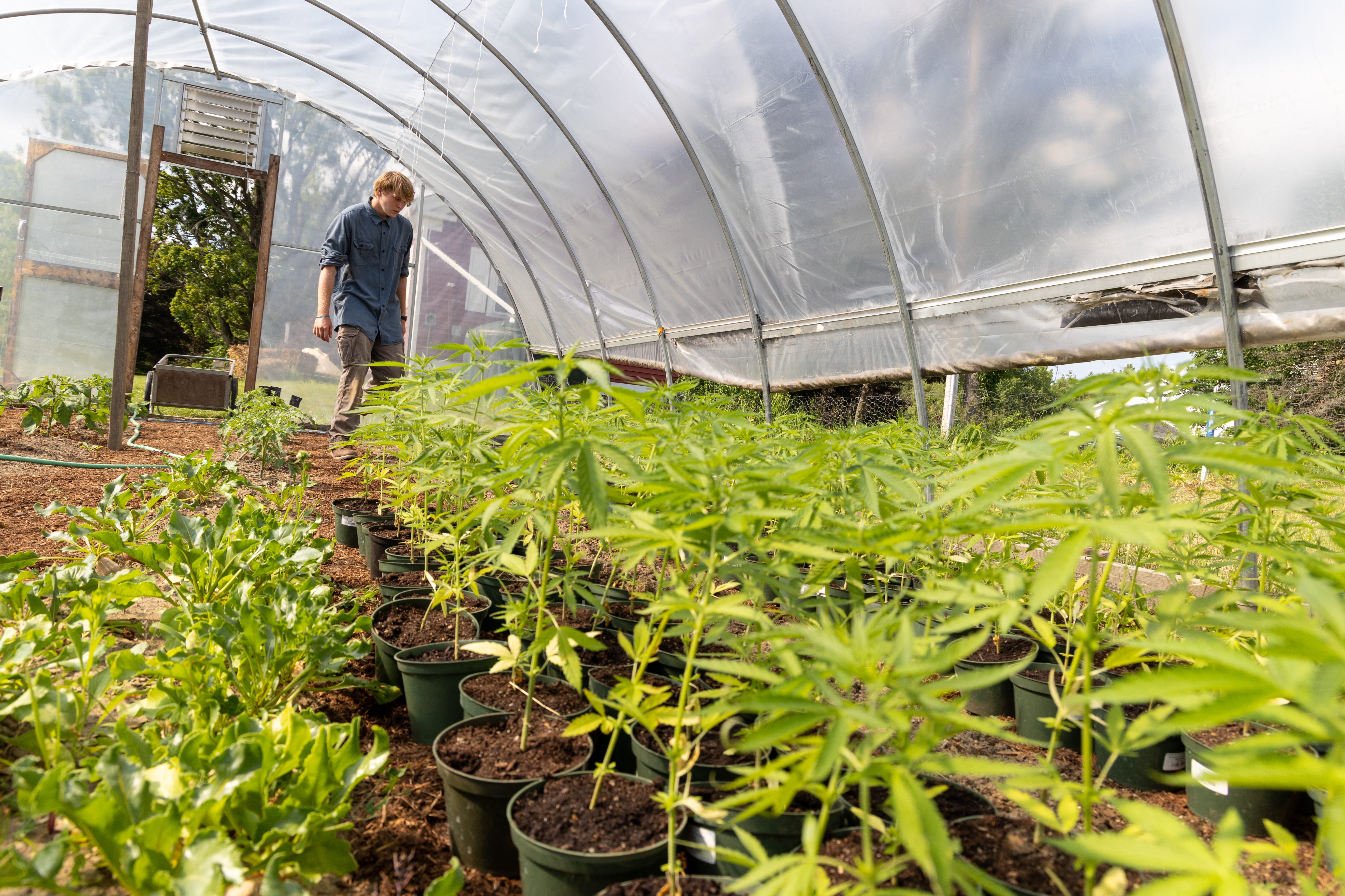 SUNY Adirondack Farm Manager Tommy Donolli walks among hemp plants in the campus greenhouse