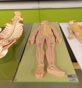 Medical learning human figures are seen in a laboratory