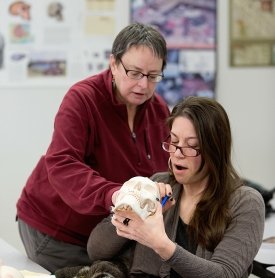 SUNY Adirondack Professor Val Haskins helps a student examine a human skull learning tool in anthropology