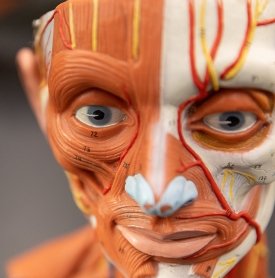 A model of the human head is seen in a laboratory