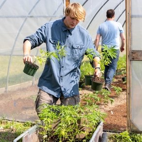 Male student holding hemp plants in greenhouse