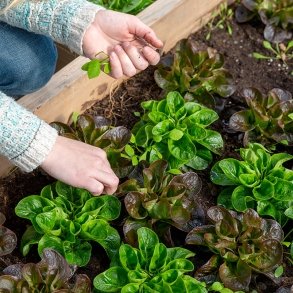 Image of a student's hands picking lettuce