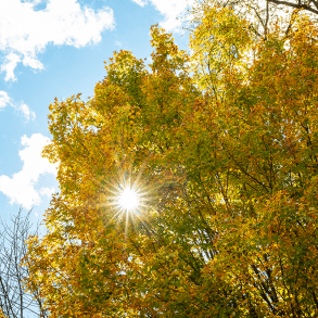 The sun shines through autumn foliage