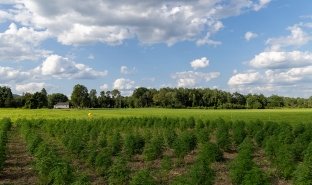 Hemp plants grow in SUNY Adirondack's farm