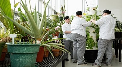 Image of culinary students picking herbs from the college's greenhouse for a Collaborative Cuisine dinner