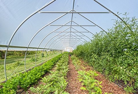 Vegetables grow in the college's high tunnel on the Queensbury campus.