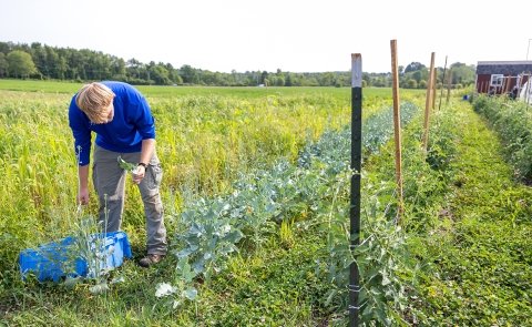 Farm Manager Tommy Donolli works in the campus farm.