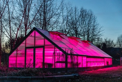 The greenhouse lit up with pink lights at night