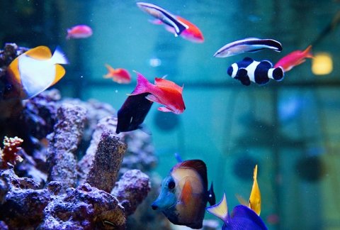 Image of fish in the aquarium in Adirondack Hall