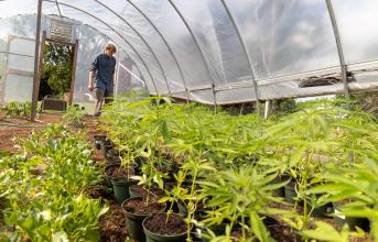 SUNY Adirondack Farm Manager Tommy Donolli walks among hemp plants in the campus greenhouse
